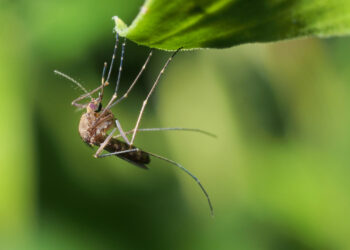 יתוש בסביבה לחה