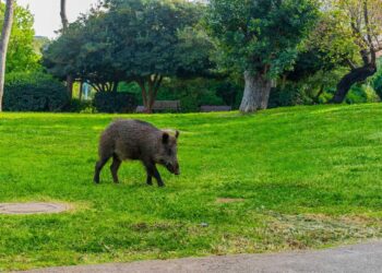 חזיר בר בגינה ציבורית בחיפה. תמונה Deposit Photos