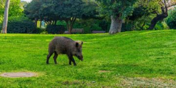 חזיר בר בגינה ציבורית בחיפה. תמונה Deposit Photos
