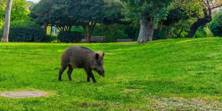 חזיר בר בגינה ציבורית בחיפה. תמונה Deposit Photos