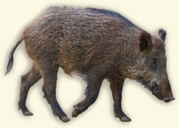 חזיר בר ישראלי. מקור Deposit Photos