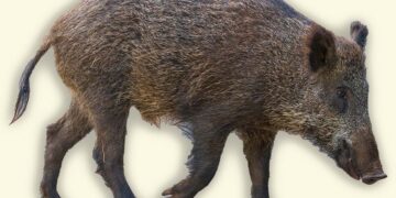 חזיר בר ישראלי. מקור Deposit Photos