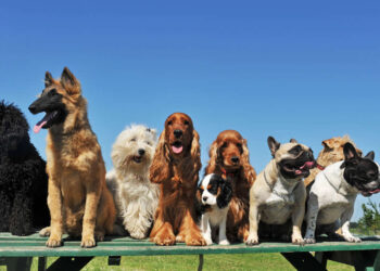 גינת הכלבים החדשה הוקמה לטובת תושבי האזור וחברינו על ארבע. צילום Deposit Photos