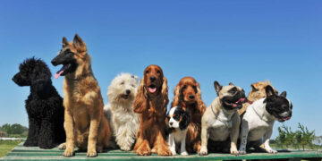 גינת הכלבים החדשה הוקמה לטובת תושבי האזור וחברינו על ארבע. צילום Deposit Photos