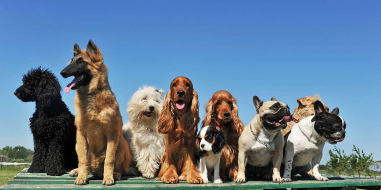 גינת הכלבים החדשה הוקמה לטובת תושבי האזור וחברינו על ארבע. צילום Deposit Photos