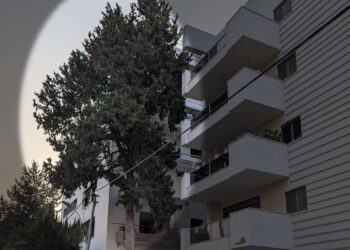 עץ הברוש ברחוב העצמאות 51 בהרצליה. צילום מערכת האתר