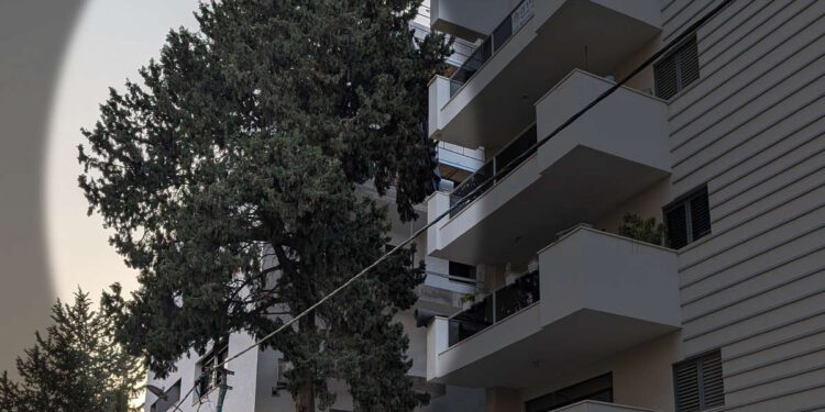 עץ הברוש ברחוב העצמאות 51 בהרצליה. צילום מערכת האתר