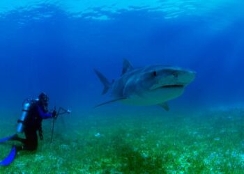 כריש ממוצע מסוגל לגמוע לפחות 60 ק"מ ביום. צילום Deposit Photos
