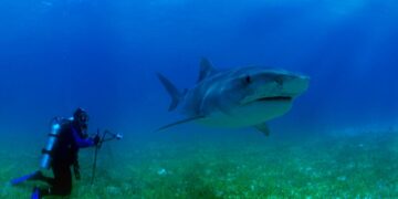 כריש ממוצע מסוגל לגמוע לפחות 60 ק"מ ביום. צילום Deposit Photos