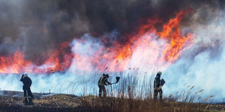 בעקבות גל השריפות החריג המתפשט בהרי ירושלים ובשפלת יהודה, עיריית הרצליה נערכת לפתיחת מרכז קליטה ייעודי. צילום Deposit Photos