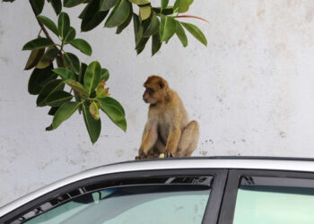 קוף מסוג סוואנה גונון ירוק בשטח אורבני בחיפוש אחר מזון . תמונה Deposit Photos