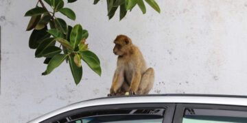 קוף מסוג סוואנה גונון ירוק בשטח אורבני בחיפוש אחר מזון . תמונה Deposit Photos