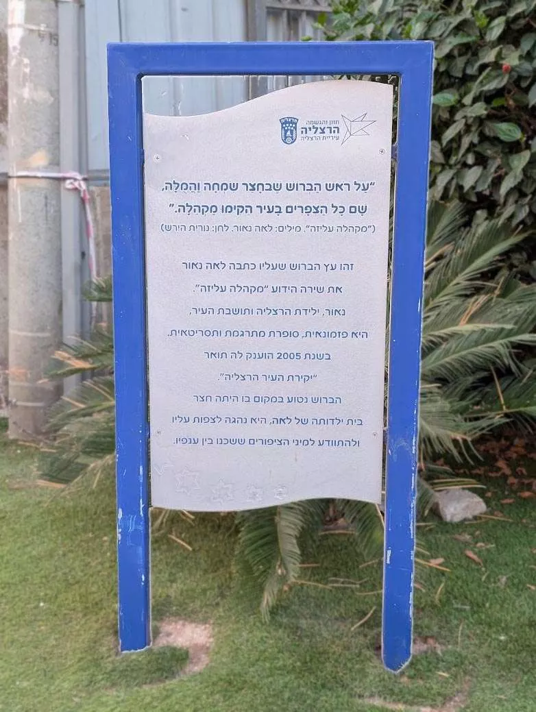 השלט בסמוך לעץ הברוש שנותר איתן ברחוב העצמאות 51. צילום מערכת האתר