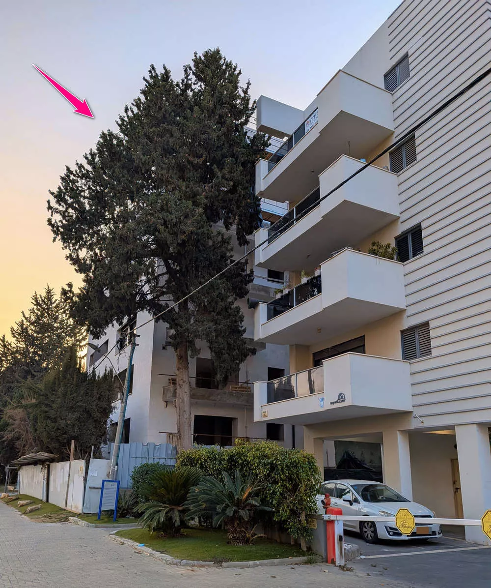 רחוב העצמאות 51, פעם היה פה משק עזר קטן שכלל רפת, לול, גינת ירק ומגוון עצי פרי ו...עץ ברוש שעדיין ניצב איתן. צילום מערכת האתר