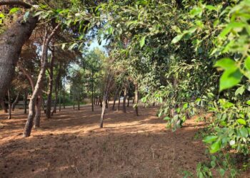 11 מפגשים עיוניים וסיורי שטח, מציע לתושבים להכיר לעומק את הטבע העירוני שמסתתר ממש מעבר לדלת הבית. צילום פרטי