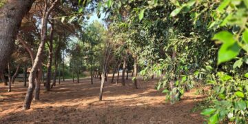 11 מפגשים עיוניים וסיורי שטח, מציע לתושבים להכיר לעומק את הטבע העירוני שמסתתר ממש מעבר לדלת הבית. צילום פרטי