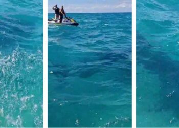 עידכון מהשטח: בשלב זה הכריש פנה לכיוון מערב, לעומק הים. צילומים: דוברות העירייה