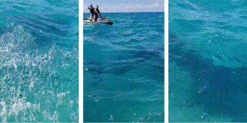 עידכון מהשטח: בשלב זה הכריש פנה לכיוון מערב, לעומק הים. צילומים: דוברות העירייה