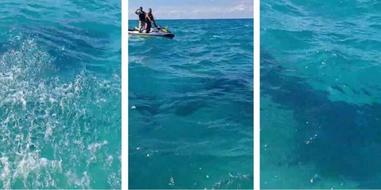 עידכון מהשטח: בשלב זה הכריש פנה לכיוון מערב, לעומק הים. צילומים: דוברות העירייה