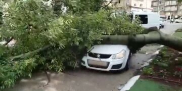 הנהג התהלך בסמוך וסיפר שבמהלך נסיעה העץ פשוט קרס על הרכב. צילום: תיעוד מבצעי מד"א