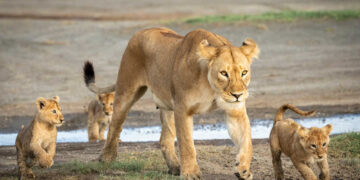 בסך הכול – 1,061 תושבות ותושבים בהרצליה נושאים שם שמגיע מעולם האריות, מהאריה הקלאסי ועד הכפיר הסקרן. צילום: Deposit Photos