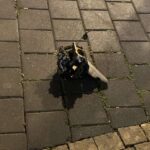 נפילת רסיסים בשטח פתוח, בעקבות אירועי שיגורי טילים. תמונה: דוברות עיריית הרצליה