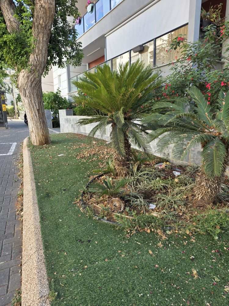 דשא סינטטי מתחת לעצי דקל בהרצליה, עם פסולת שהצטברה על המשטח. צילום: מערכת האתר